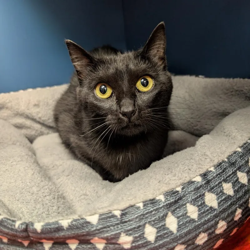 A young medium-sized female Black Domestic Short Hair cat named Louise for adoption in Watertown, NY