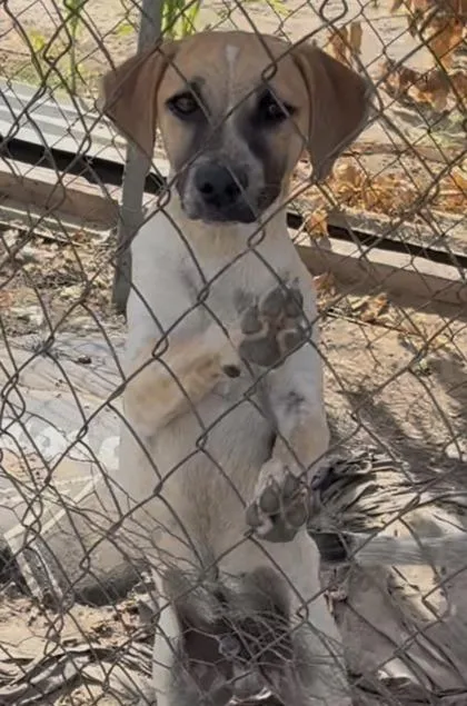 A baby medium-sized male Mixed Breed dog named Hoss for adoption in Fresno, CA
