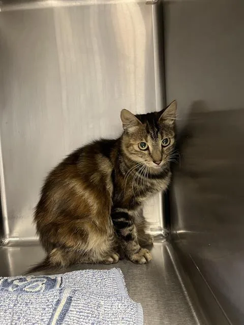 An adult medium-sized female Domestic Medium Hair cat named Raine for adoption in Santa Cruz, CA