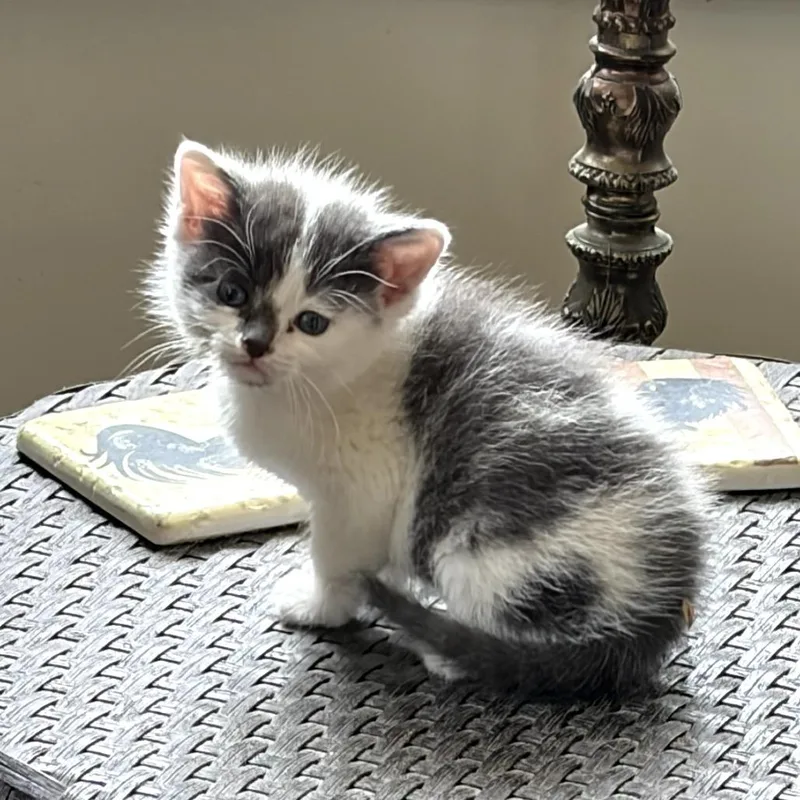 A baby small-sized male White Domestic Medium Hair cat named Gravy for adoption in Tipton, IN