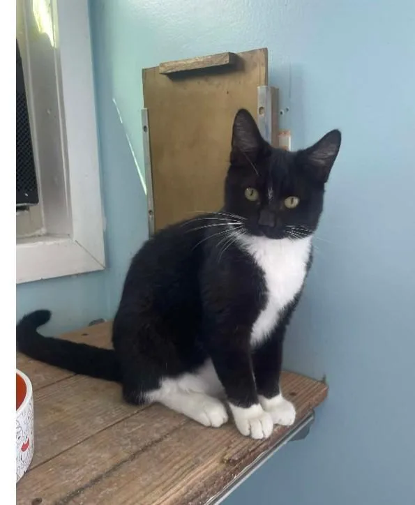 A young medium-sized male Black & White / Tuxedo Domestic Short Hair cat named McIntosh for adoption in Shrewsbury, MA