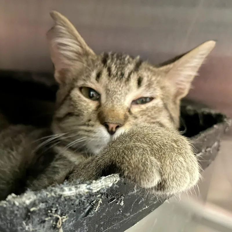 A young small-sized male Brown / Chocolate Domestic Short Hair cat named Party Hat Crocodile for adoption in Austin, TX