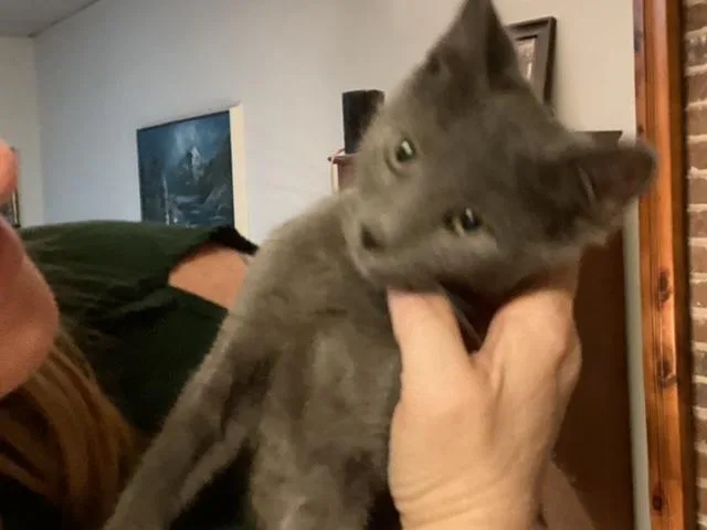 A young medium-sized female Gray / Blue / Silver Domestic Short Hair cat named Georgie Girl for adoption in Lemoyne, PA