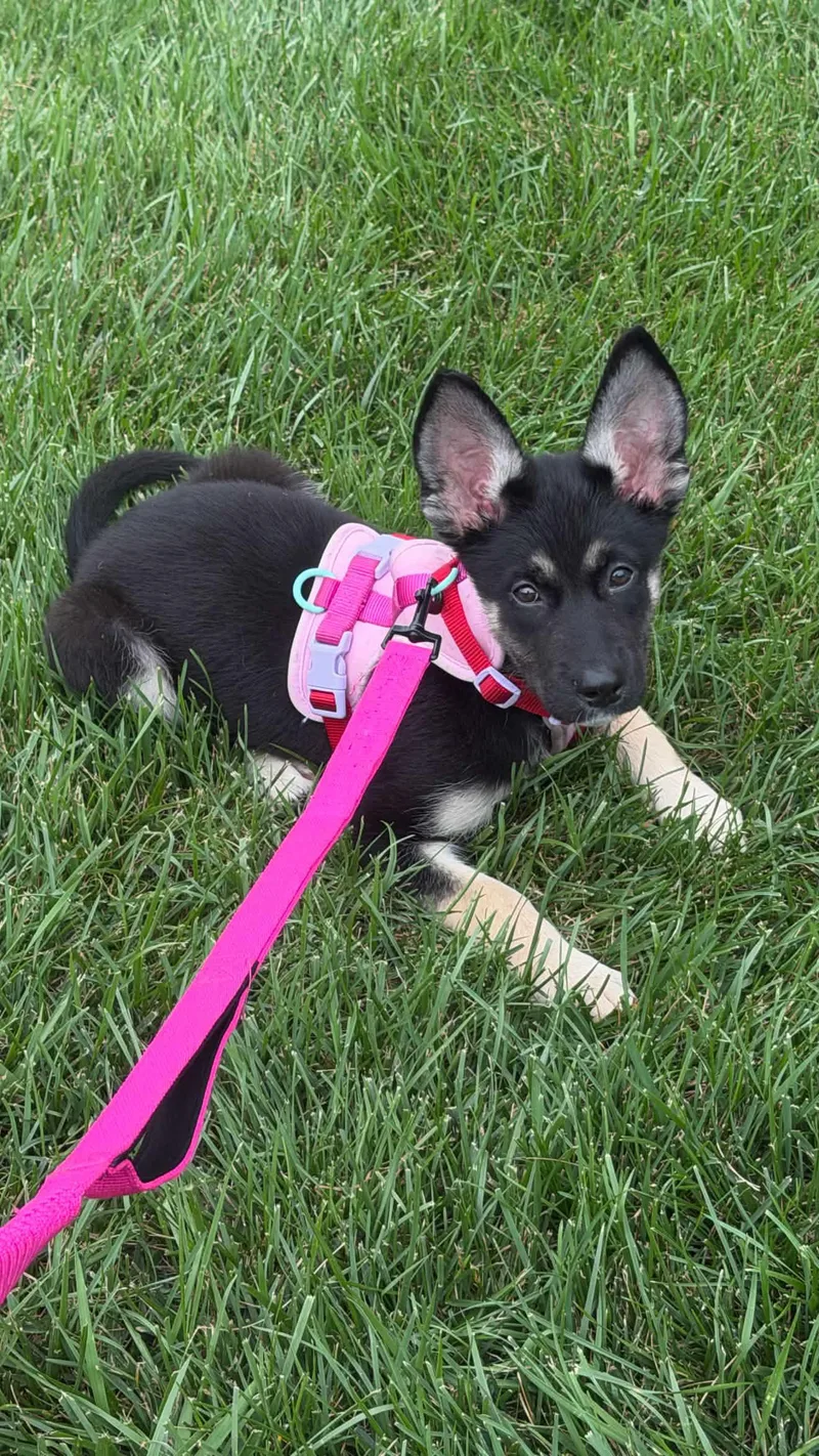 A baby medium-sized female Black German Shepherd Dog dog named Kya for adoption in Oceanport, NJ