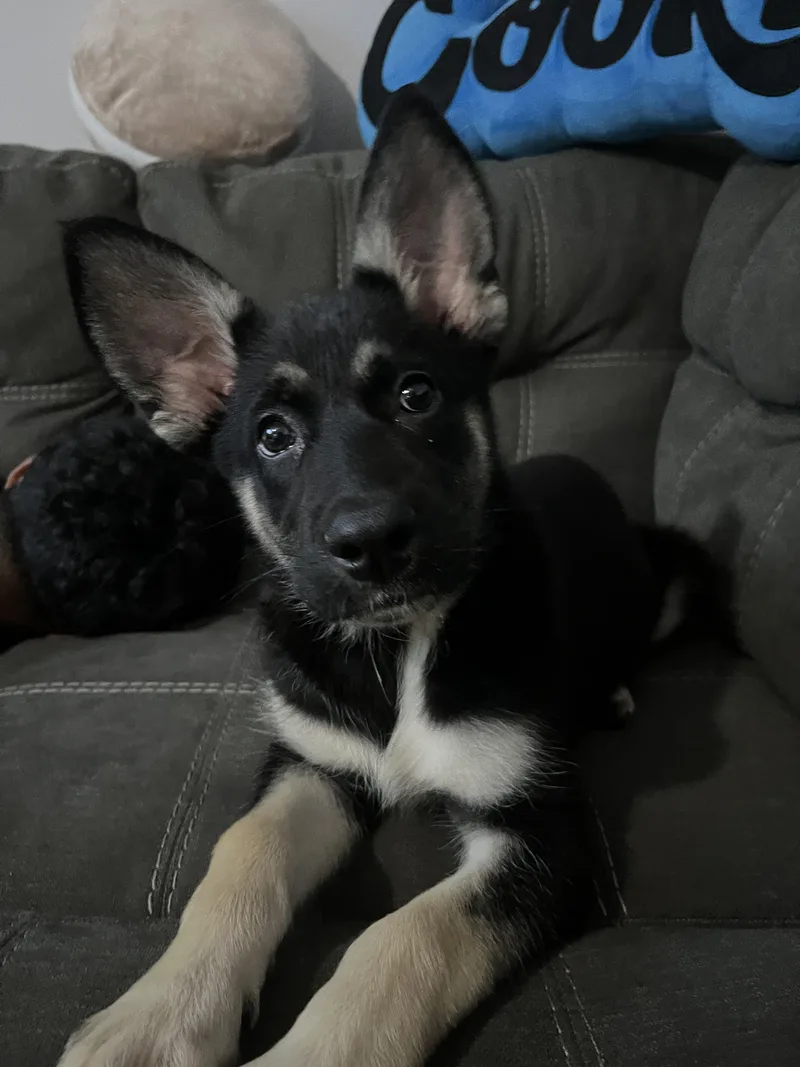 Kya thumbnail 4