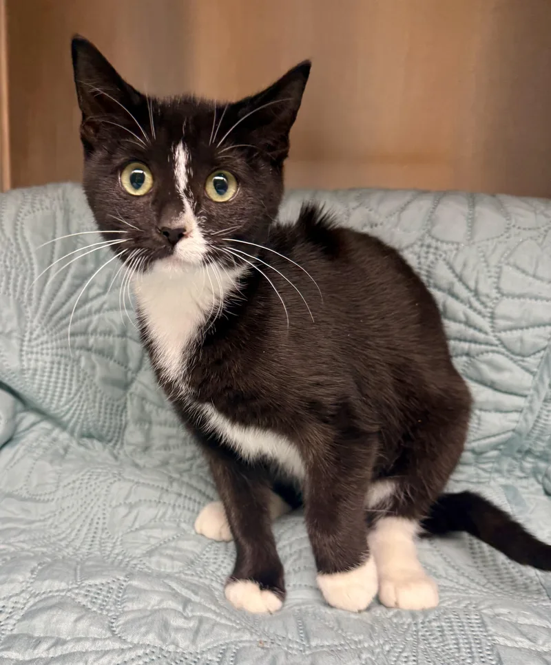 A baby medium-sized female Domestic Short Hair cat named Piper for adoption in Frewsburg, NY