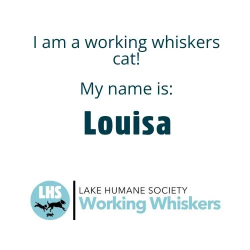A senior large-sized female White Domestic Short Hair cat named Louisa for adoption in Mentor, OH