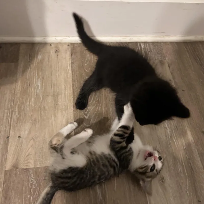 Yard Man thumbnail 2