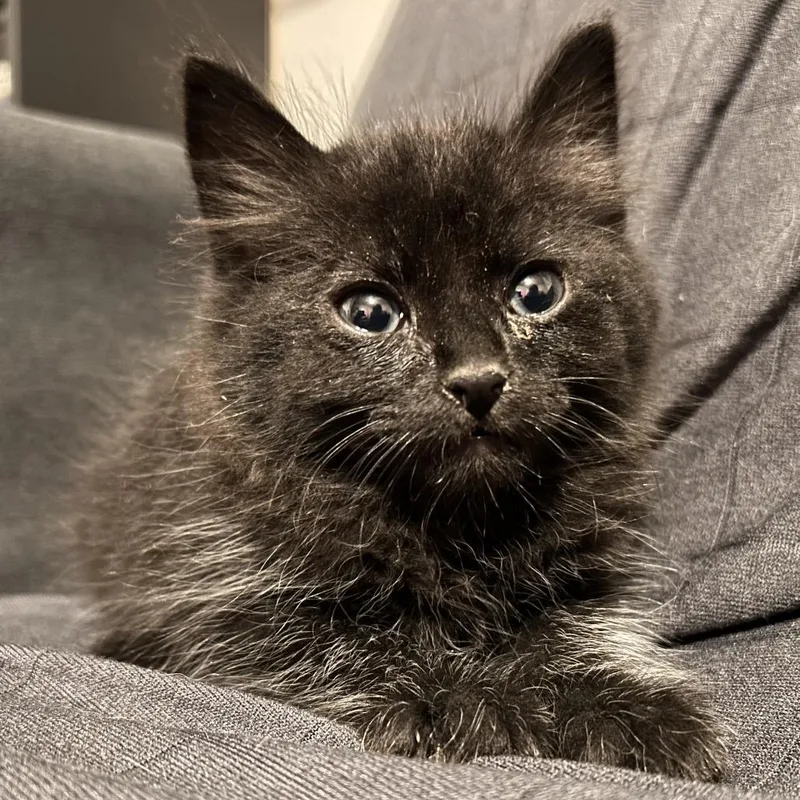 Yard Man thumbnail 3