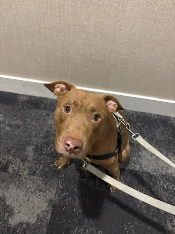 A young medium-sized male Mixed Breed dog named Charlie for adoption in Ridgewood, NY