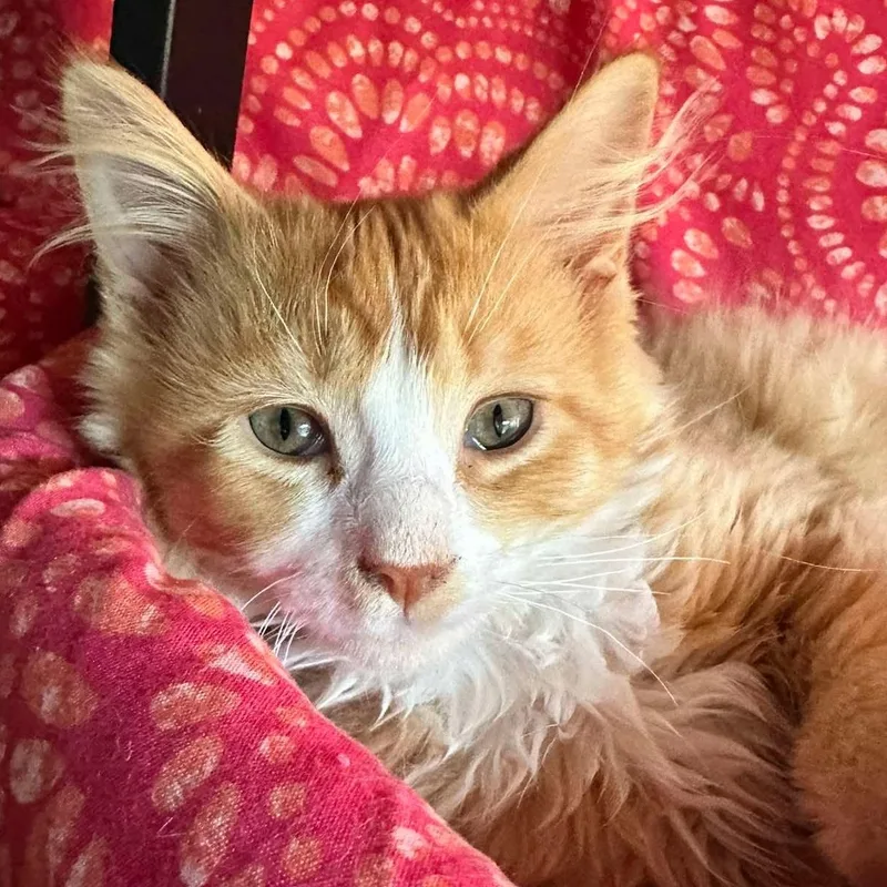 A baby medium-sized male Orange & White Domestic Long Hair cat named Yarrow for adoption in East Lansing, MI