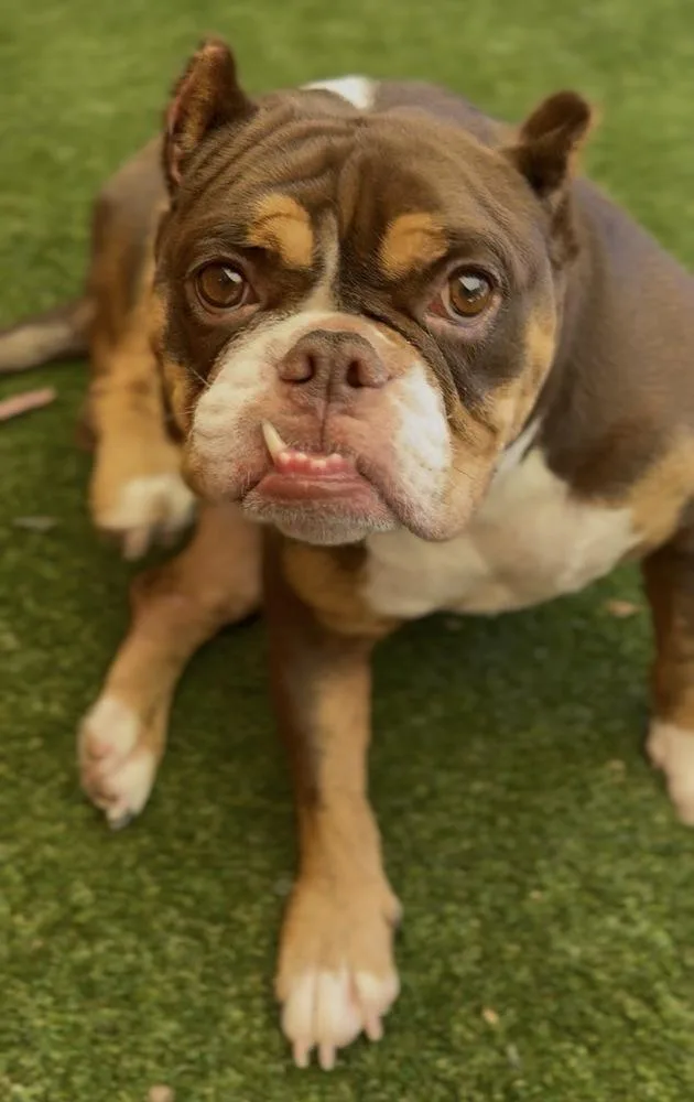 An adult medium-sized female American Bully dog named Ruby for adoption in ventura, CA