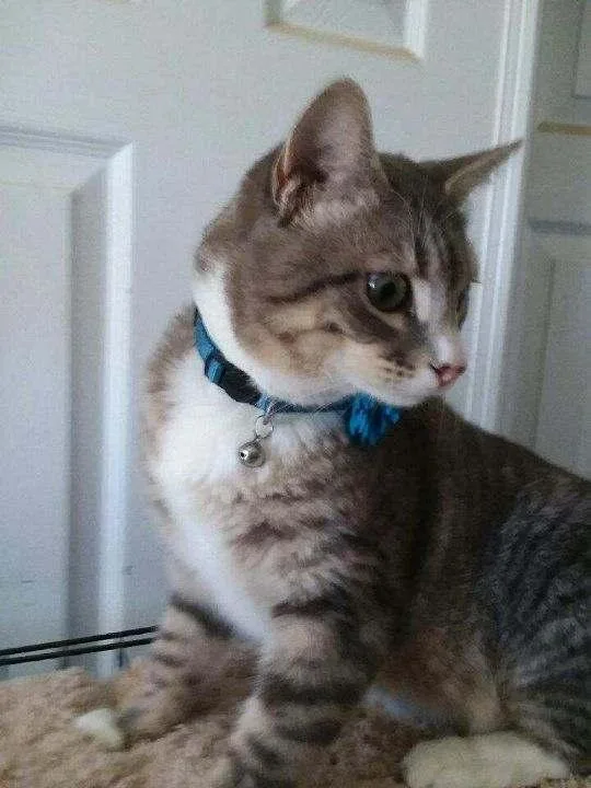 A young medium-sized male White American Shorthair cat named St.nick for adoption in Shrewsbury, MA