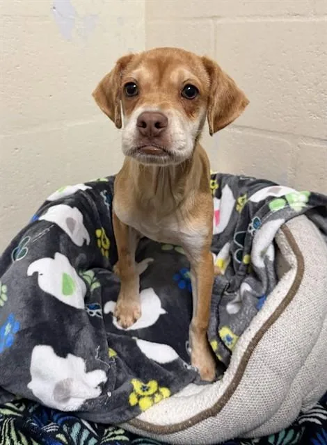 A young small-sized female Beagle dog named Ladybug for adoption in Fort Myers, FL