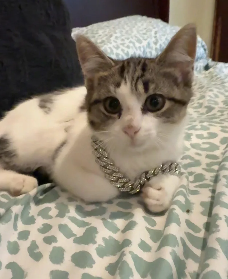 A baby medium-sized female Brown / Chocolate Domestic Short Hair cat named Mini for adoption in Herndon, VA