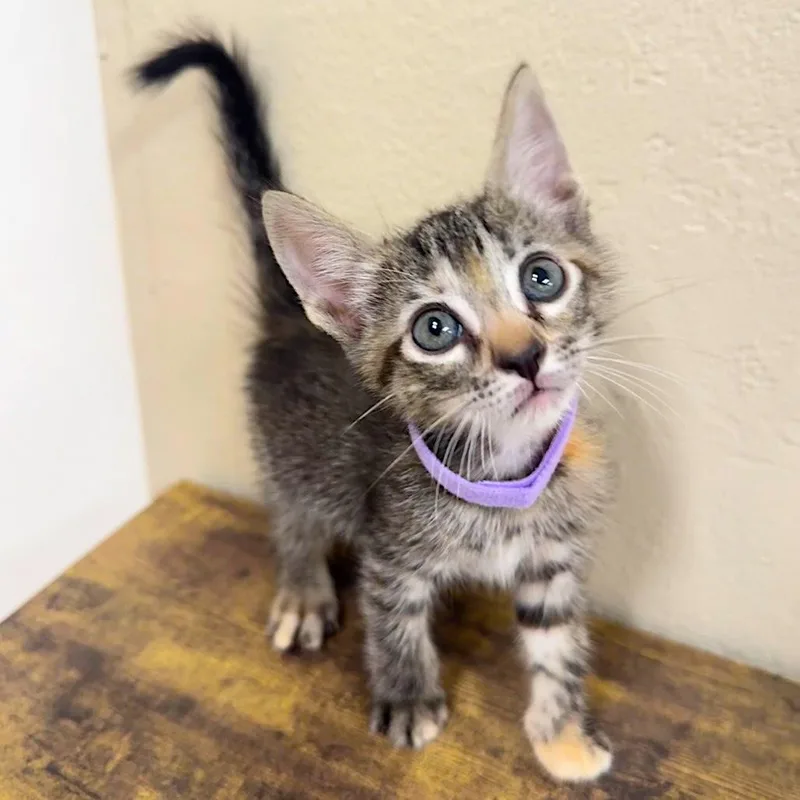 A baby medium-sized female Domestic Short Hair cat named Loretta Lynn for adoption in Joshua Tree, CA