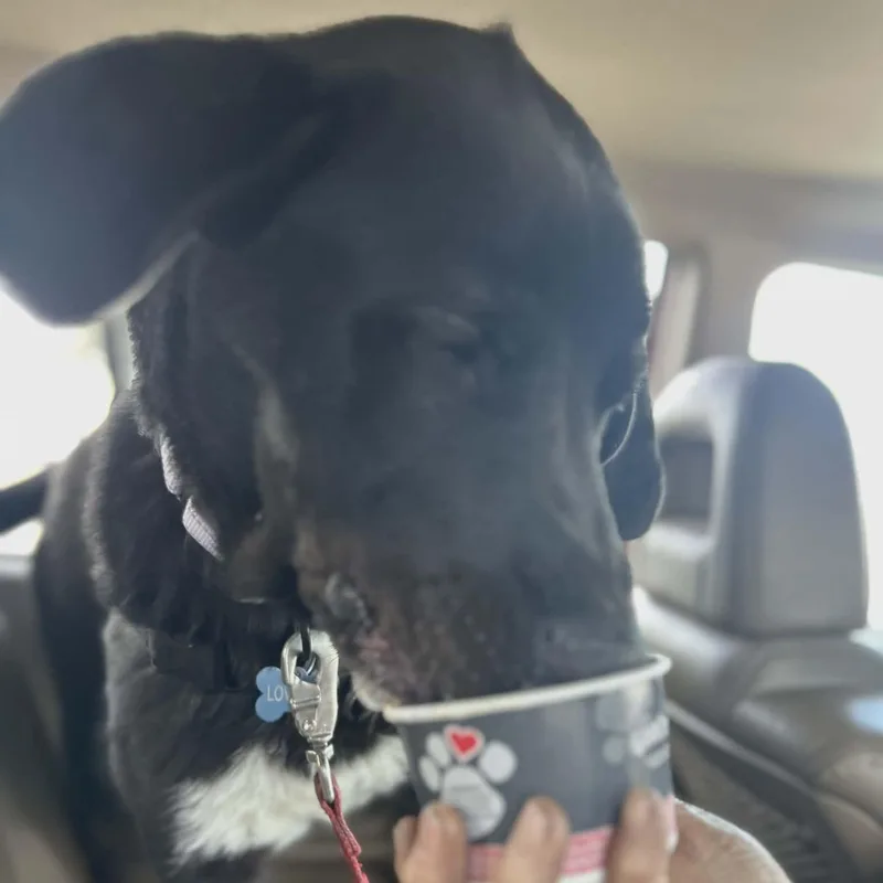 A young large-sized male Black Labrador Retriever dog named Ruger for adoption in Loveland, CO