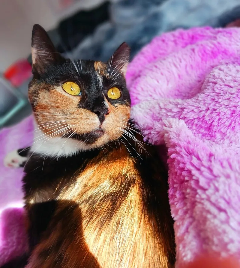 Sophie Jane Amberleigh thumbnail 2