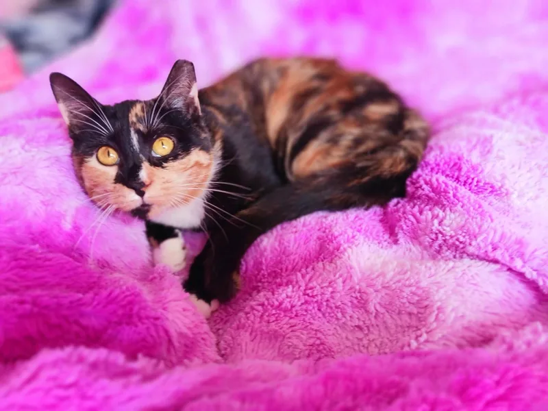 Sophie Jane Amberleigh