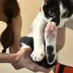 A baby small-sized female White Domestic Short Hair cat named Dolly Parton for adoption in Brooklyn, NY