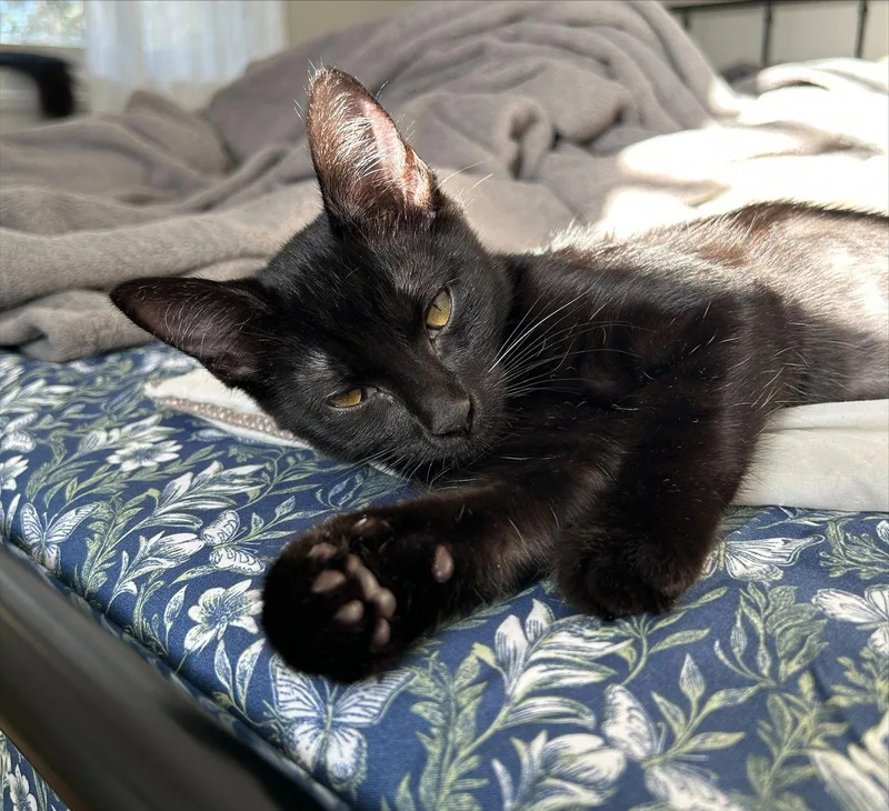 A baby small-sized female Black Domestic Short Hair cat named Halley for adoption in Phoenix, AZ
