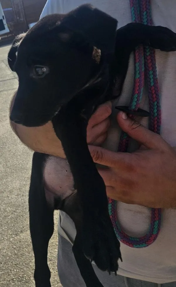 A baby small-sized male Mixed Breed dog named Vander for adoption in Mobile, AL