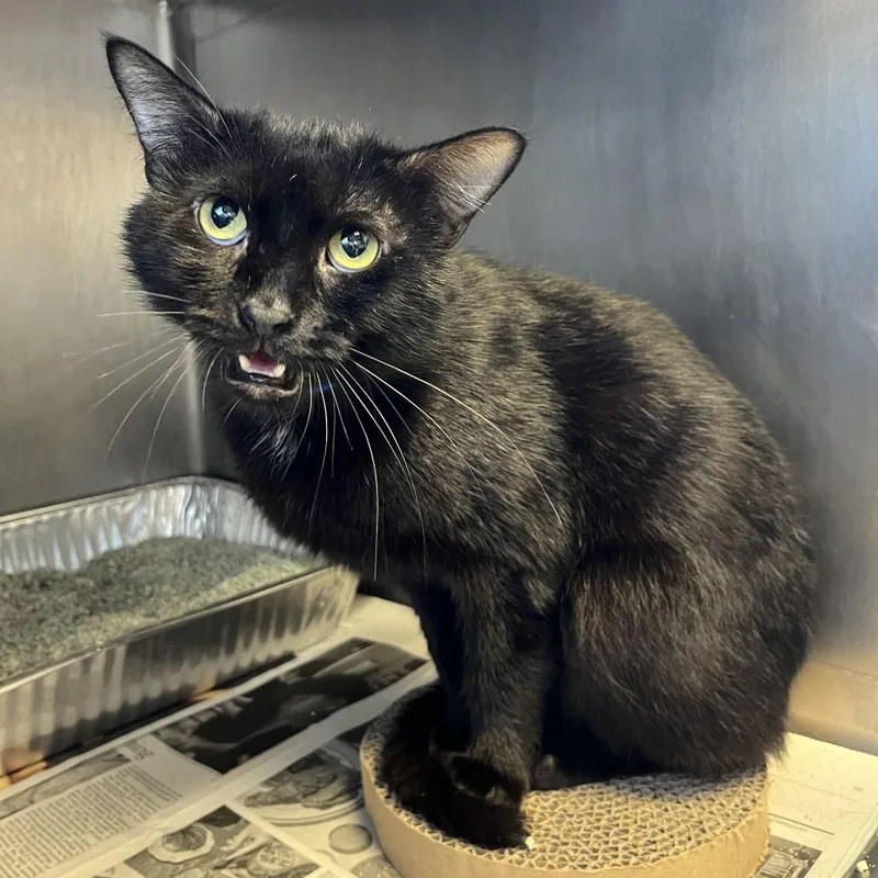 A young medium-sized male Black Domestic Short Hair cat named Wednesday for adoption in Chicago, IL