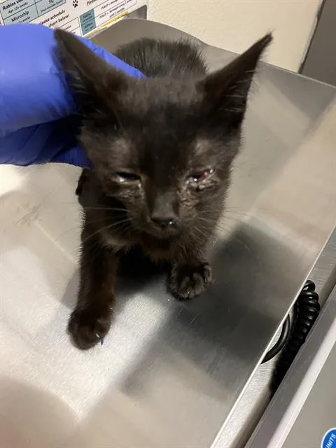 A baby small-sized female Domestic Short Hair cat named Amanda Panda for adoption in Long Beach, CA
