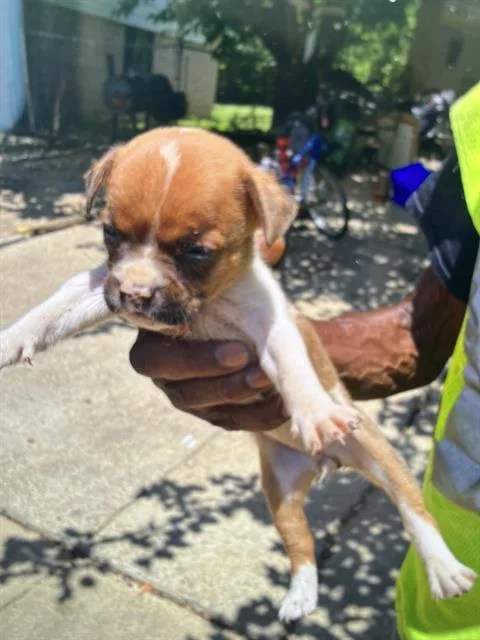 A baby medium-sized female Mixed Breed dog named Georgia for adoption in Dallas, TX