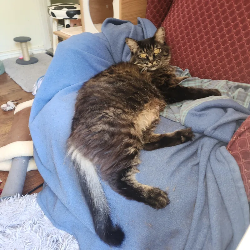 Ziggy Mama thumbnail 2