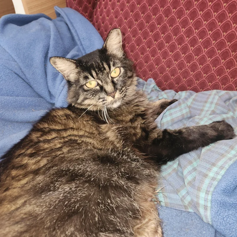 Ziggy Mama thumbnail 3