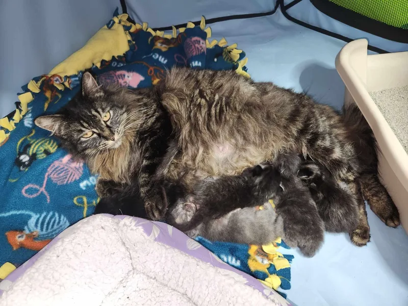 Ziggy Mama thumbnail 5