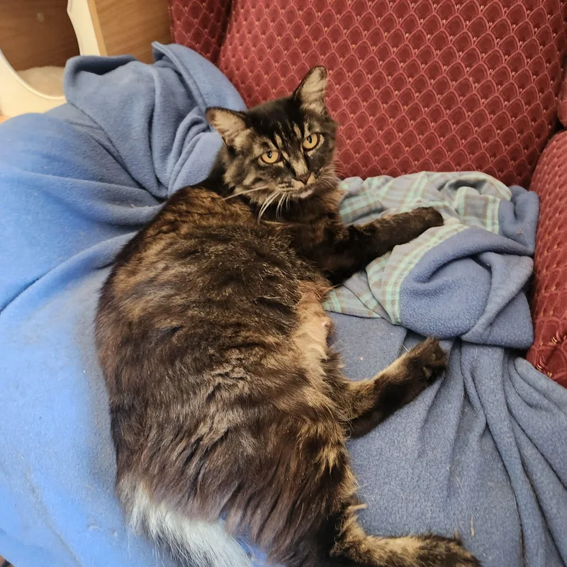 Ziggy Mama thumbnail 6