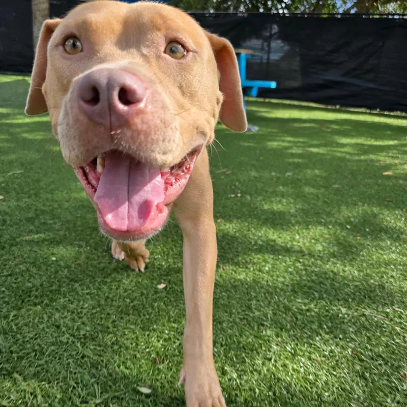 An adult medium-sized female Yellow / Tan / Blond / Fawn Mixed Breed dog named Ella for adoption in Naples, FL