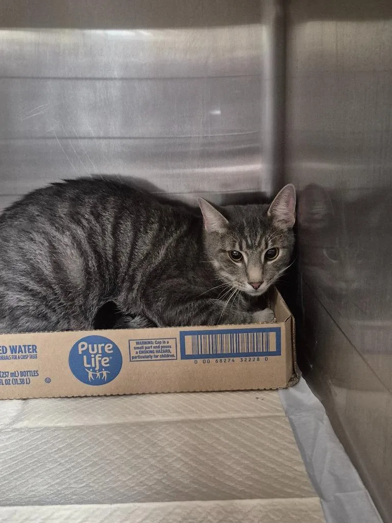 A young medium-sized male Domestic Short Hair cat named Zander for adoption in Cincinnati, OH