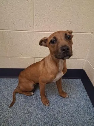 A baby medium-sized female Pit Bull Terrier dog named Noodle for adoption in Westland, MI