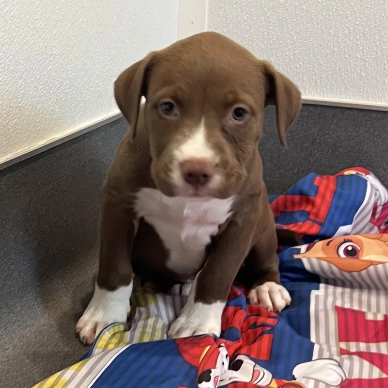 A young small-sized male Mixed Breed dog named Reek for adoption in LOXAHATCHEE, FL
