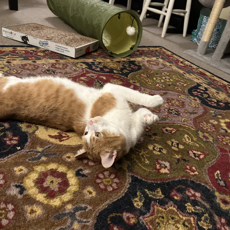 Gus