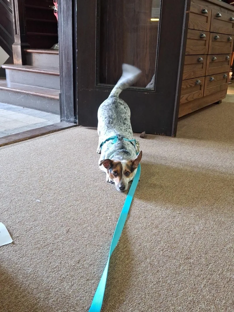 An adult small-sized female Jack Russell Terrier dog named Stella for adoption in Forney, TX