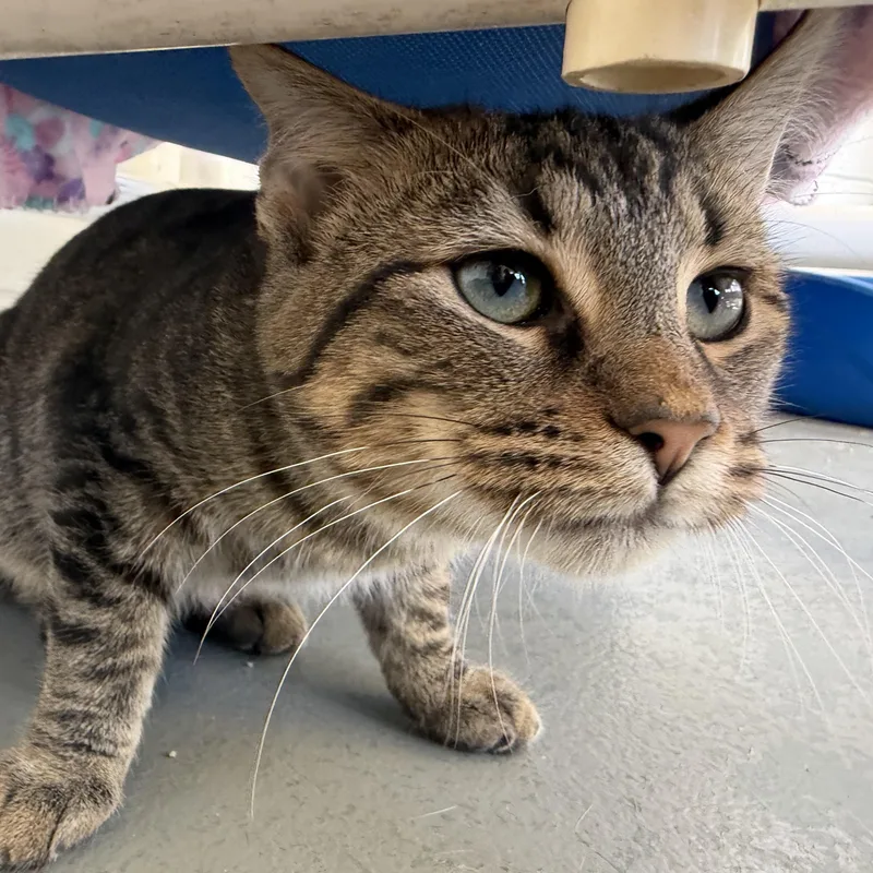 A baby medium-sized male Tabby (Brown / Chocolate) Domestic Short Hair cat named Nosey for adoption in Latrobe, PA