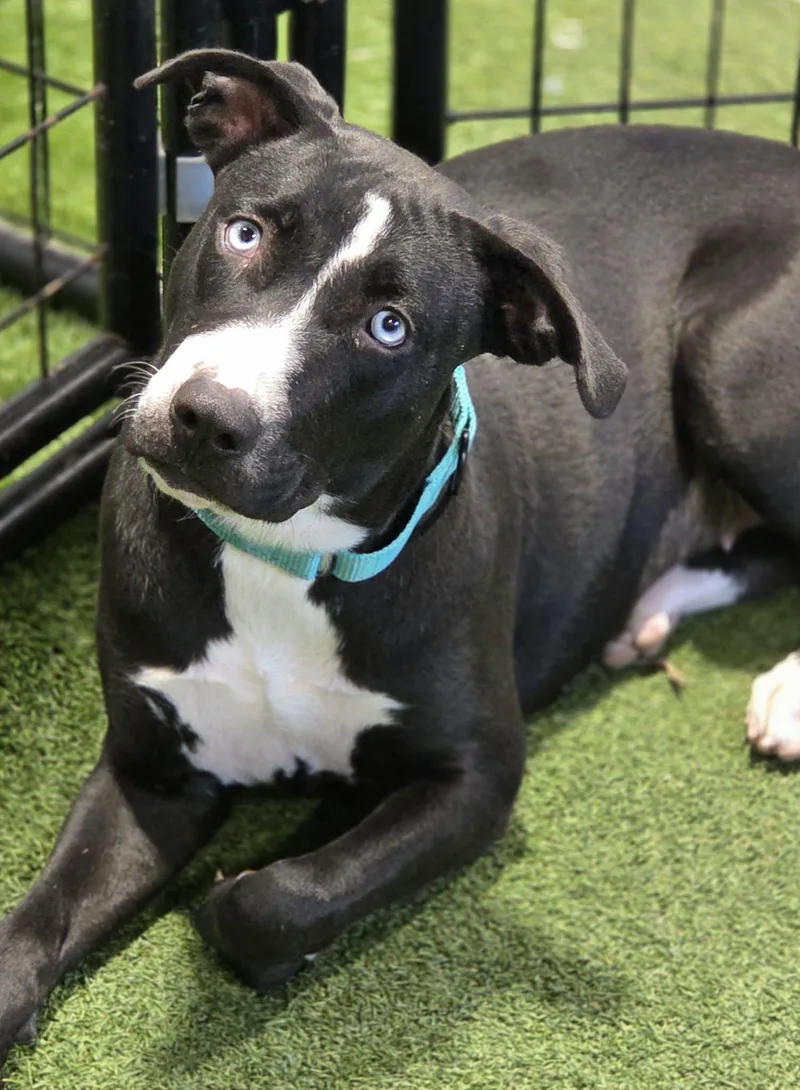 A young medium-sized female Mixed Breed dog named Blue Sapphire for adoption in Racine, WI