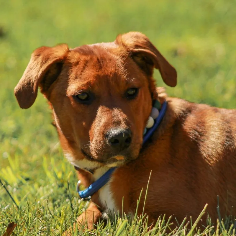 A young large-sized female Brown / Chocolate Labrador Retriever dog named Poppy for adoption in Madisonville, KY