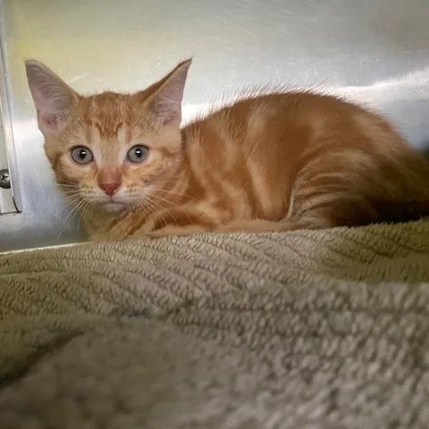 A baby small-sized female Orange / Red Domestic Short Hair cat named Henrietta Henhouse for adoption in Dayton, OH