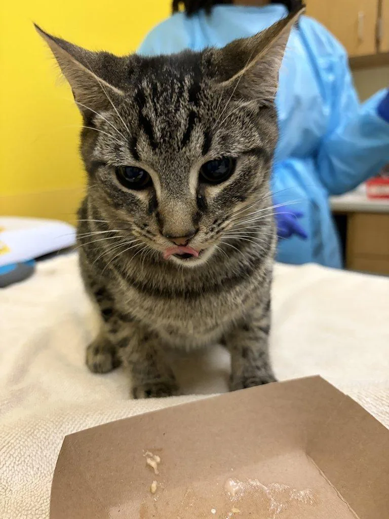A baby small-sized male Tabby (Brown / Chocolate) Domestic Short Hair cat named Delmar for adoption in Raleigh, NC