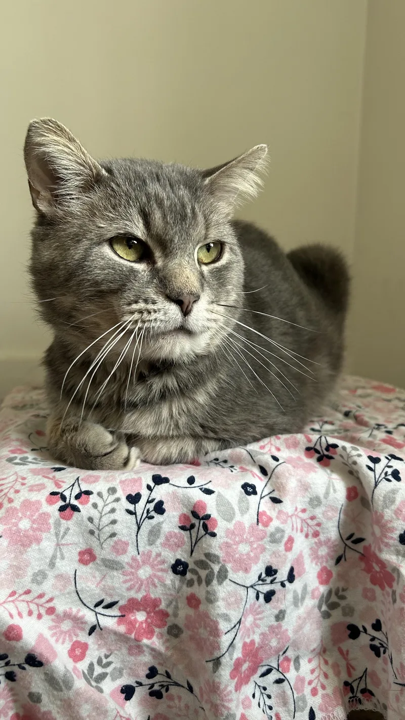 A young medium-sized male Tabby (Gray / Blue / Silver) Domestic Short Hair cat named Fry for adoption in Indianapolis, IN