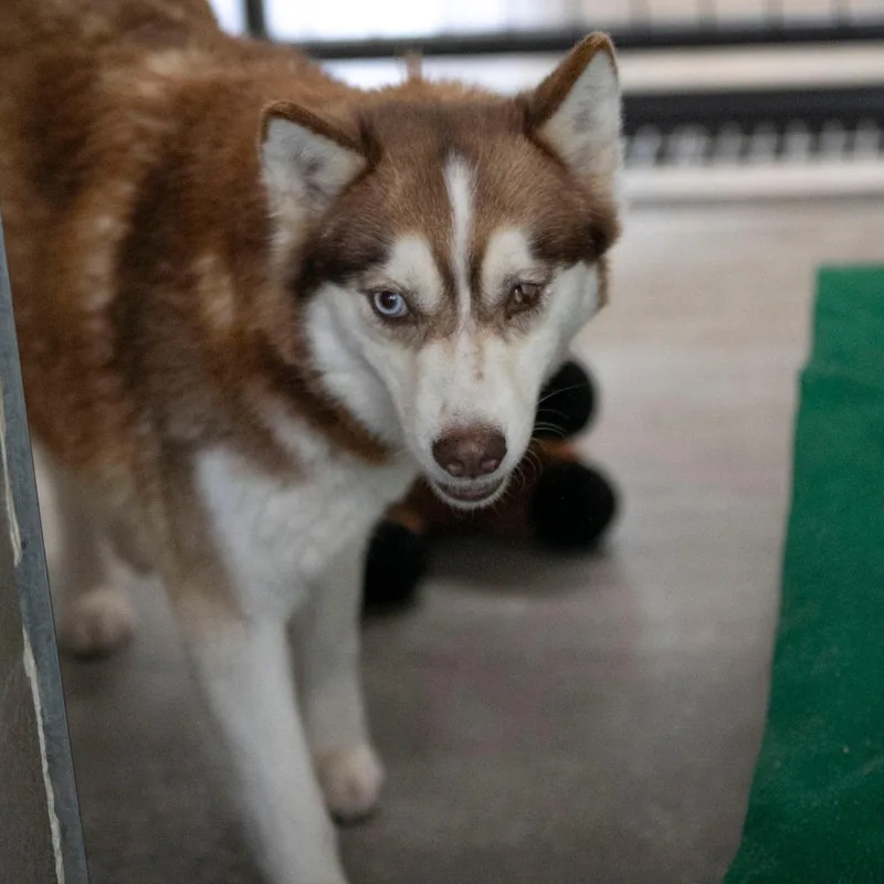 An adult medium-sized female Red / Chestnut / Orange Pomeranian dog named Sabino for adoption in Peyton, CO