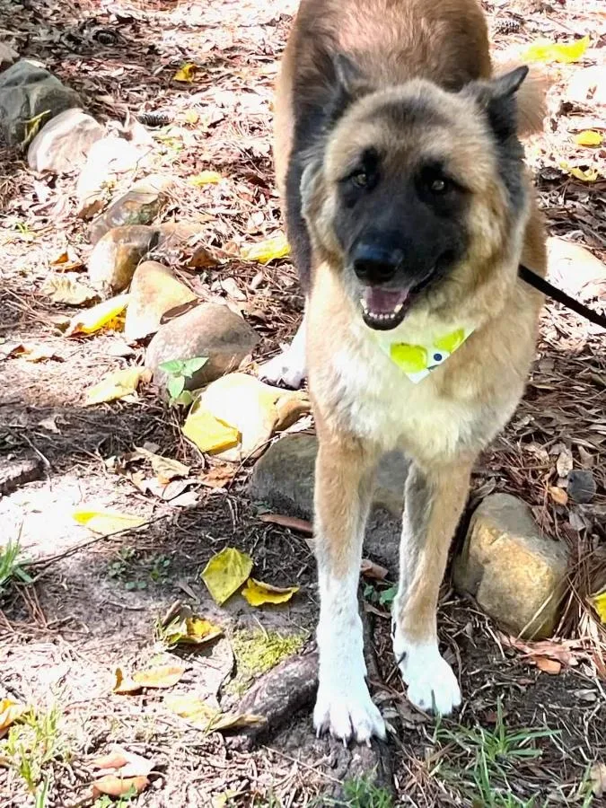 An adult large-sized female Tricolor (Brown, Black, & White) German Shepherd Dog dog named Tinker for adoption in Wells, VT