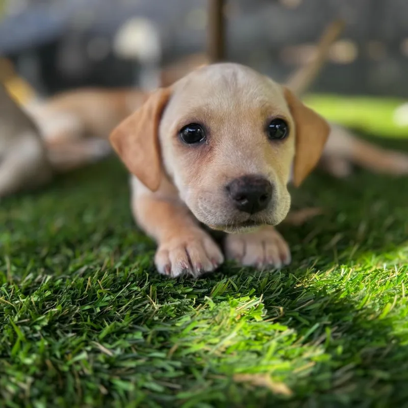 A baby small-sized male White / Cream Yellow Labrador Retriever dog named Leonardo Da Vinci for adoption in San Diego, CA