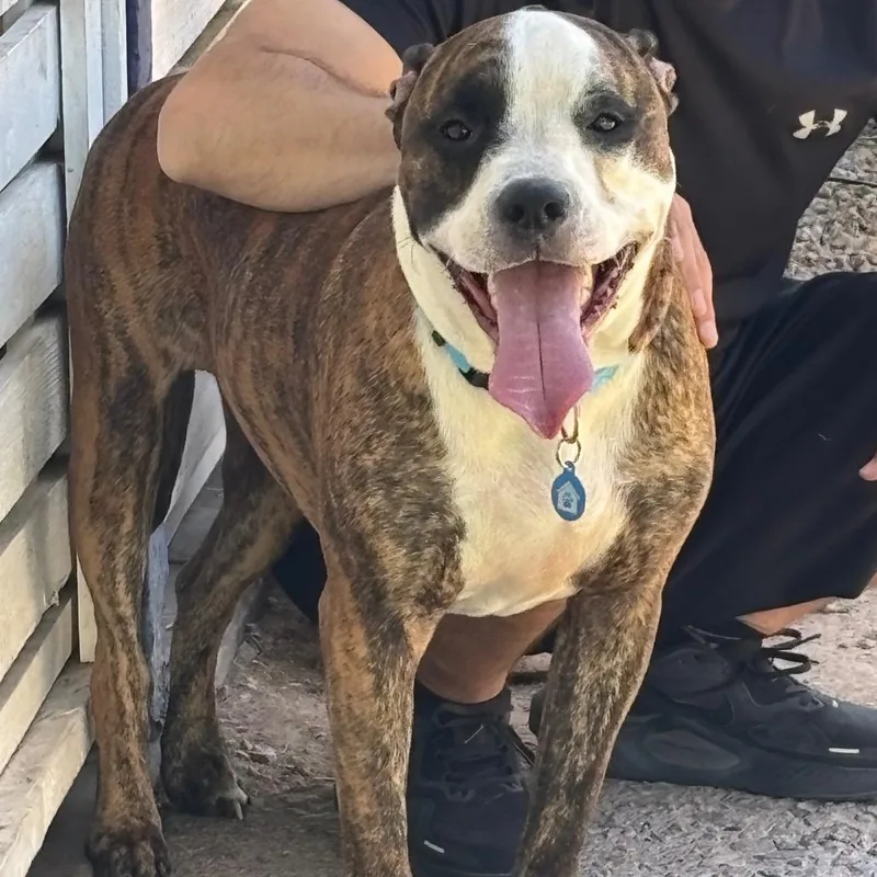 An adult medium-sized male White / Cream Pit Bull Terrier dog named Pete Aka Bobby for adoption in Phoenix, AZ