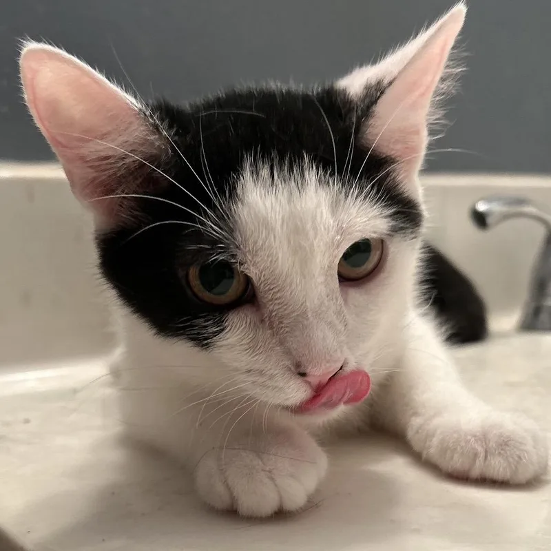 A baby small-sized female Black Domestic Short Hair cat named Wanda for adoption in Philadelphia, PA